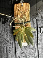 Miniaturorchidee rchidee rnith gebraucht kaufen  Dresden