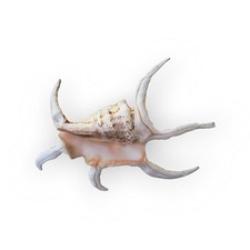 Conchiglia ragno lambis usato  Arcore
