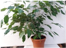 Weeping fig tree for sale  Hacienda Heights