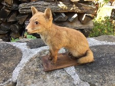 Renard empaillé renardeau d'occasion  Arinthod