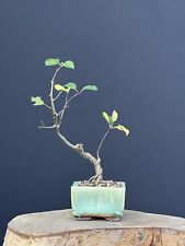 Bonsai kleiner apfelbonsai gebraucht kaufen  Borstel-Hohenraden