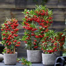 Pyracantha coccinea agazzino usato  Torino