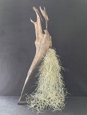 Grand tillandsia usnoides d'occasion  Aire-sur-l'Adour