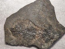 Ammonit crioceras ceratites gebraucht kaufen  Weinböhla