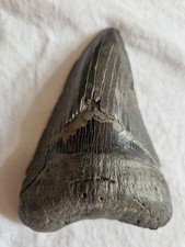 Megalodon shark fossil for sale  BUCKINGHAM
