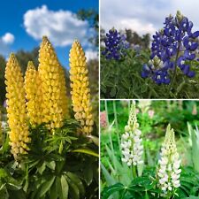 1000 semi lupine usato  Spedire a Italy