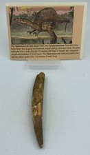 Spinosaurus teeth dinosaur for sale  Wake Forest
