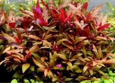 Alternanthera reineki plante d'occasion  Krautergersheim