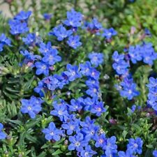 Lithodora plug plants for sale  LONDON