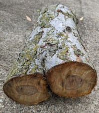 Apple log crotch for sale  Georgetown