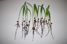 Trachycarpus fortunei hardy for sale  WATERLOOVILLE