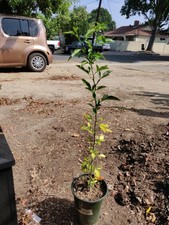 Trifoliate orange citrus for sale  Winnetka