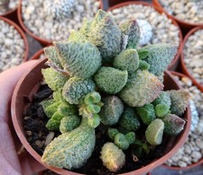Adromischus marianae herrei d'occasion  Servian