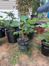 prolific osborne fig tree for sale prolific osborne fig tree for sale Tyler