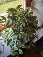 Wachsblume porzellanblume zimm gebraucht kaufen  Pöttmes