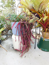 Rhipsalis cruciforme super for sale  San Clemente