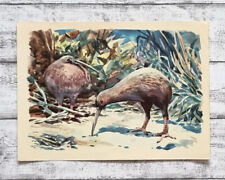 Kiwi unterholz laufvogel gebraucht kaufen  Gießen