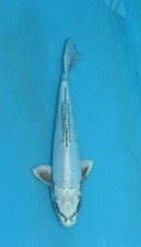 Kikokuryu koi high for sale  USA