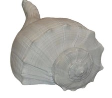 Large lightning whelk for sale  Chicago
