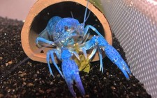 Electric blue claw for sale  Miami