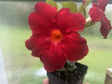 Mandevilla madinia petite for sale  Gate City