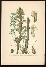 Planche botanique orobanche d'occasion  Toulouse-