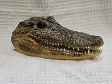 alligator mounts for sale  Cosby