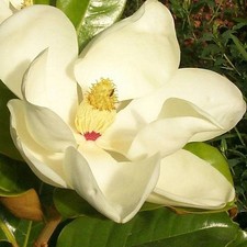 Magnolia grandiflora galissoni d'occasion  Pouzauges