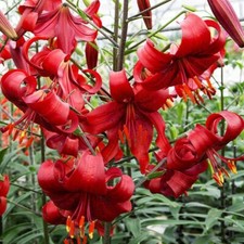 Red velvet hummingbird for sale  Hayden