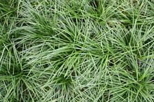 Ophiopogon 5cm potted for sale  NEWTON ABBOT