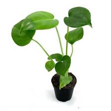Live monstera deliciosa for sale  Huntington Beach