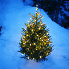 Graines sapin noël d'occasion  Sanary-sur-Mer
