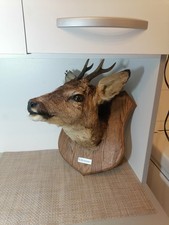 Trophée chasse tête d'occasion  Provin