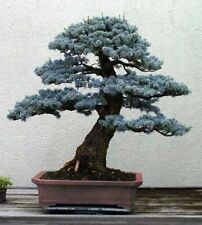 8 graines SAPIN BLEU(Picea pungens glauca)BONSAÏ E156 COLORADO BLUE SPRUCE SEEDS, usado comprar usado  Enviando para Brazil