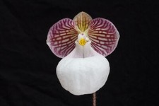 Paphiopedilum micranthum eburn for sale  HALSTEAD