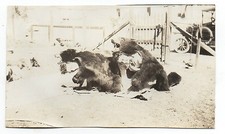 Humorous 1920s photo for sale  San Francisco