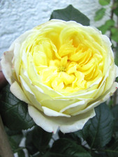 gelbe rose gebraucht kaufen gelbe rose gebraucht kaufen Deutschland