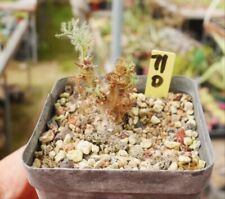 Rare sarcocaulon peniculinum for sale  Shipping to United Kingdom