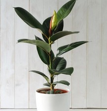 Indian rubber plant for sale  PRENTON