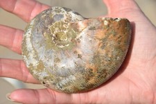 Ammonite phylloceras subalpinu d'occasion  Pont-à-Mousson