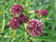 Milkweed seeds swamp for sale  Covert