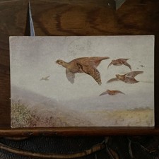 Birds flying grouse for sale Birds flying grouse for sale  BUCKINGHAM