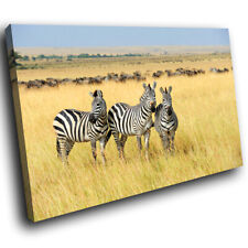 Africa zebra yellow for sale  STRABANE