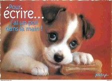 Animaux chiens jack d'occasion  Fruges