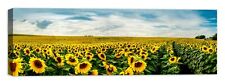 Campo girasoli quadro usato  Massa di Somma