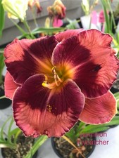Daylily hemerocallis vermilion for sale  NEWCASTLE UPON TYNE