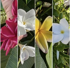 One plumeria frangipani for sale  Punta Gorda