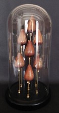 Cabinet curiosities shells d'occasion  Expédié en Belgium
