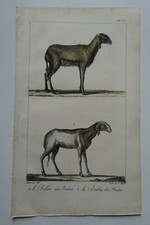Lithographie 1825 motte d'occasion  Brioude
