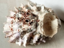 Muschel muschelschalen zum gebraucht kaufen  Plauen